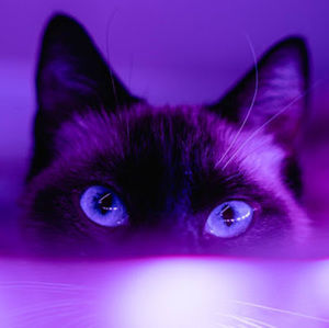 Meet your Posher, Terry